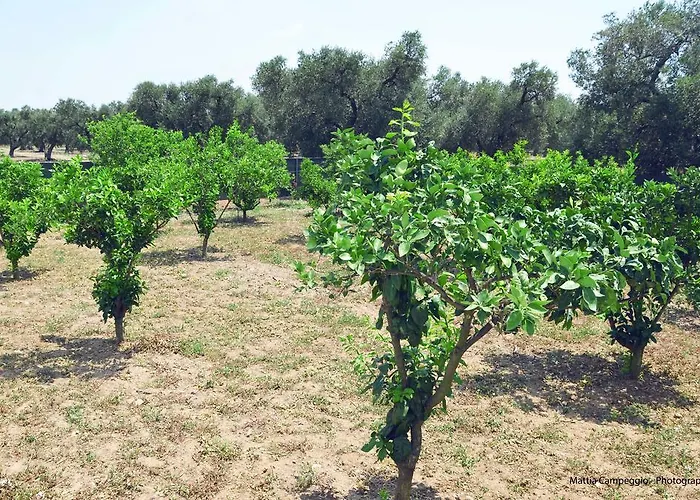 Il Principe Salento * Mesagne